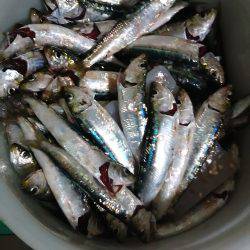 朝からの短時間釣行