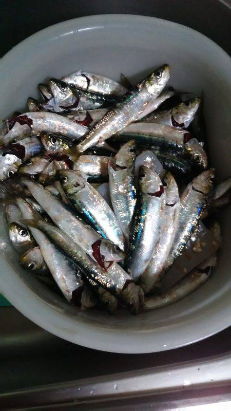 朝からの短時間釣行