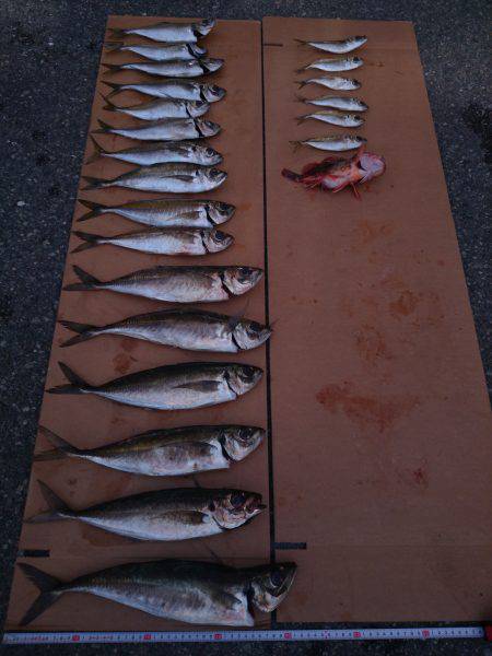 記録更新！初の40UP