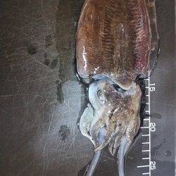 仕事帰りに軽く釣行