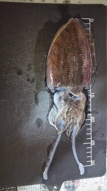 仕事帰りに軽く釣行