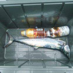 サゴシ釣れました