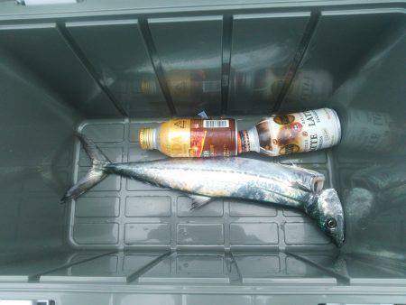 サゴシ釣れました