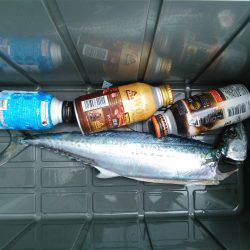 サゴシ釣れました