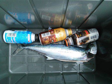 サゴシ釣れました