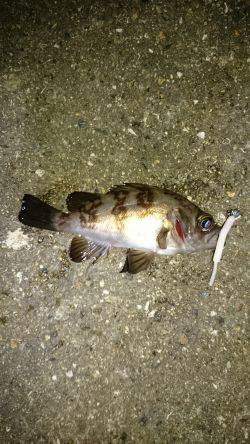 よくなってきたかな？