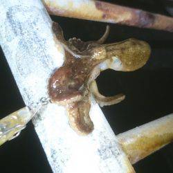 久しぶりの釣り…