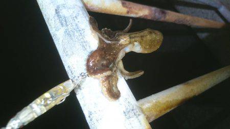 久しぶりの釣り…