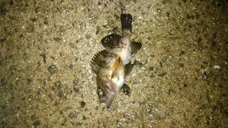 雨にも負けず。