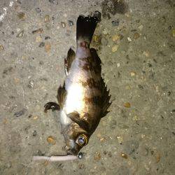 安心してください。成長してますよ。