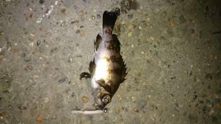 安心してください。成長してますよ。