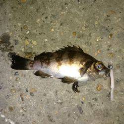 安心してください。成長してますよ。