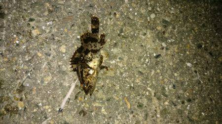 メバルが居ない。