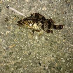 メバルが居ない。