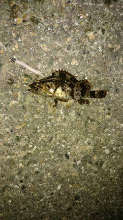 メバルが居ない。