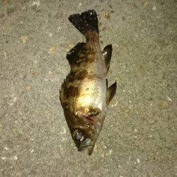 メバルは居ないのか！