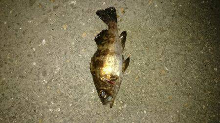 メバルは居ないのか！