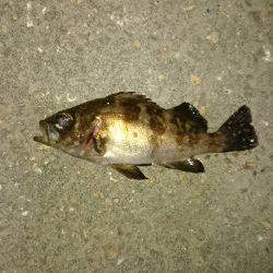 メバルは居ないのか！