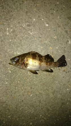 メバルは居ないのか！