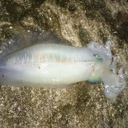 雨の中リベンジ