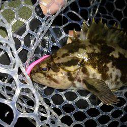 メバルは、もおひといき!