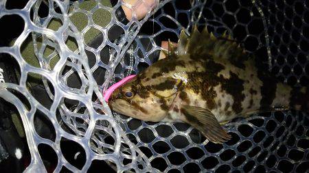 メバルは、もおひといき!