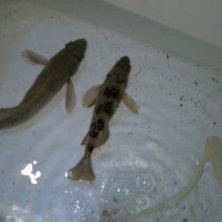 淡路島でメバるも惨敗