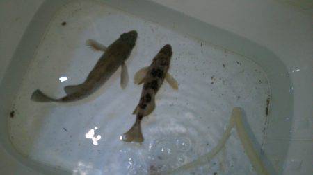 淡路島でメバるも惨敗