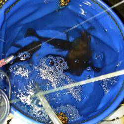 短時間メバリング