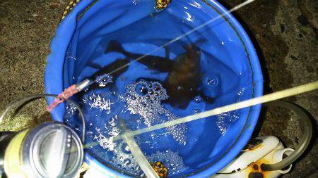 短時間メバリング