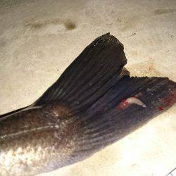 マイクロシーバス