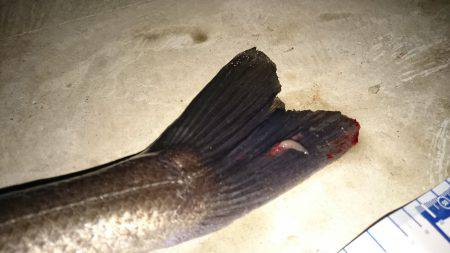 マイクロシーバス