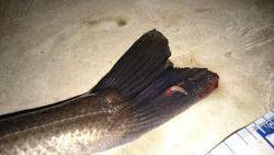 マイクロシーバス