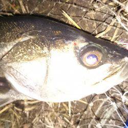 マイクロパターン