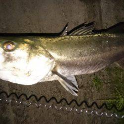 マイクロベイトパターン