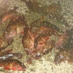 ガシリング大漁