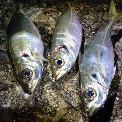 ちょっとアジング