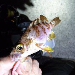 アジングが。メバリングに。