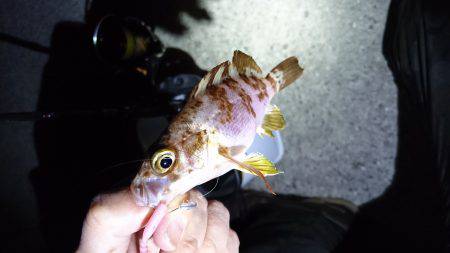 アジングが。メバリングに。