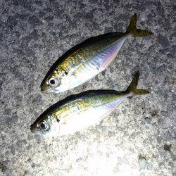 ちょっとアジング