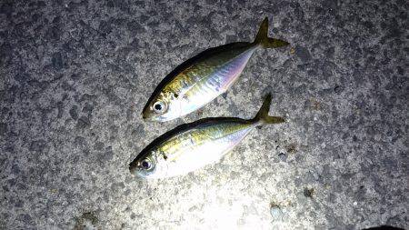 ちょっとアジング