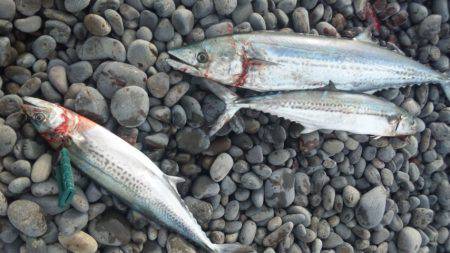 ショアジギング釣行