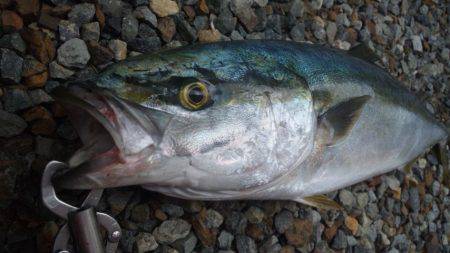 地磯で青物