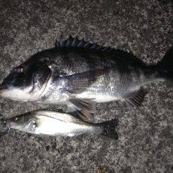 イサザパターン？