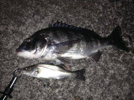 イサザパターン？