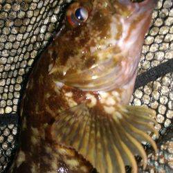 こちらシャローです