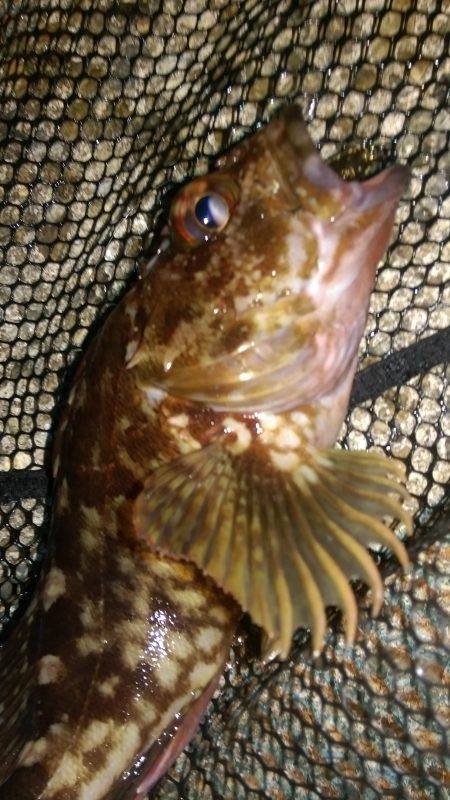 こちらシャローです