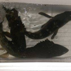 ソリッドシンペン