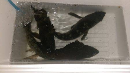 ソリッドシンペン