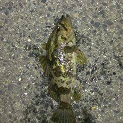 ボウズ癖が抜けぬ